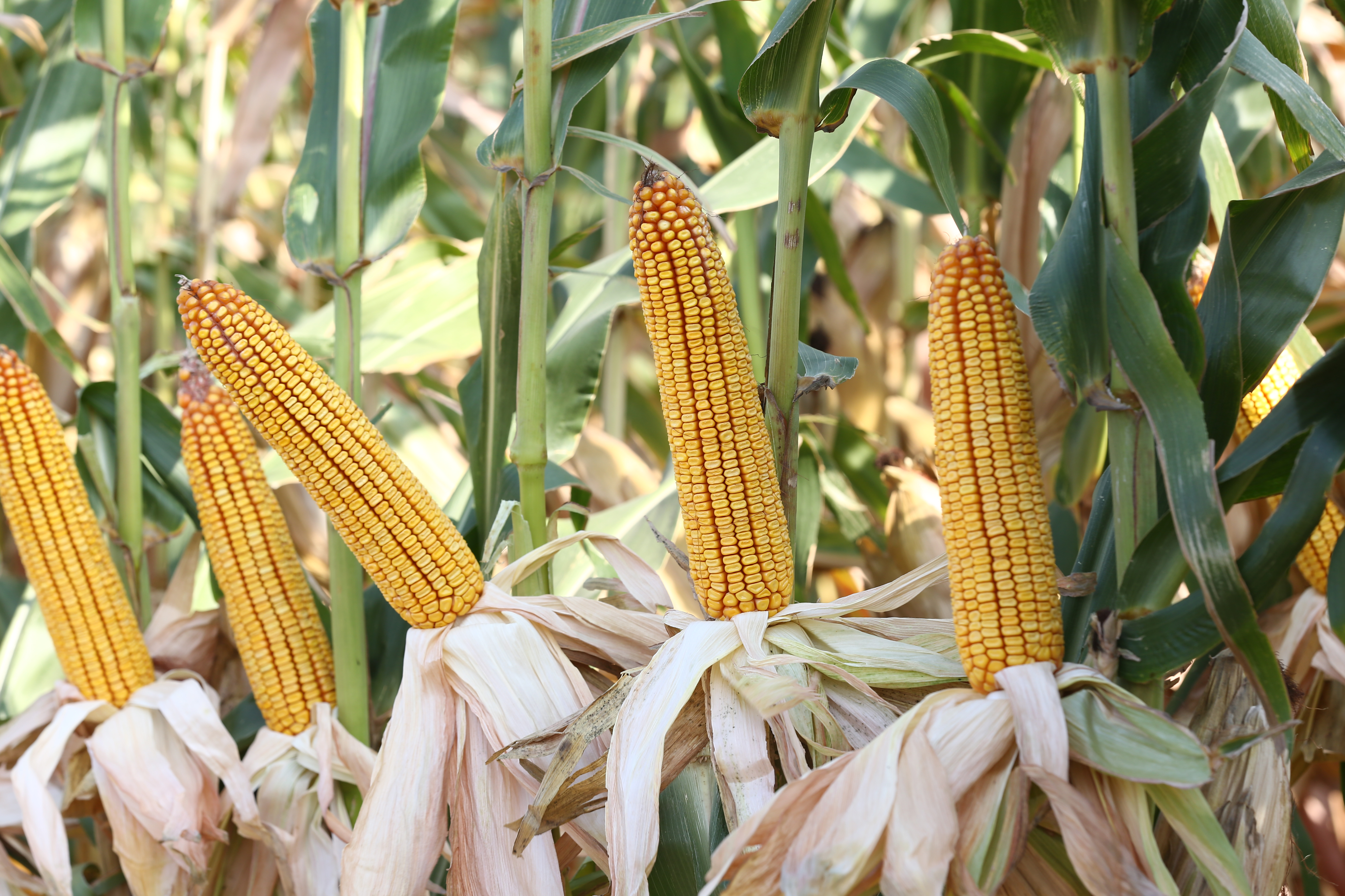 Corn> 72MAY80