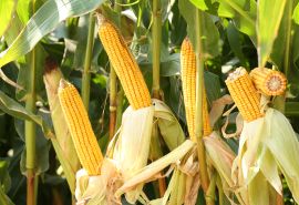 Corn> M27BR80
